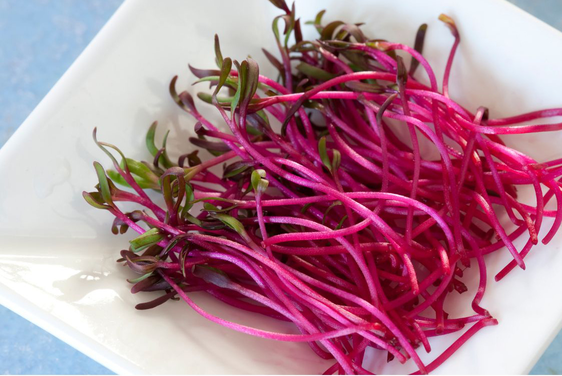 Beet Microgreens
