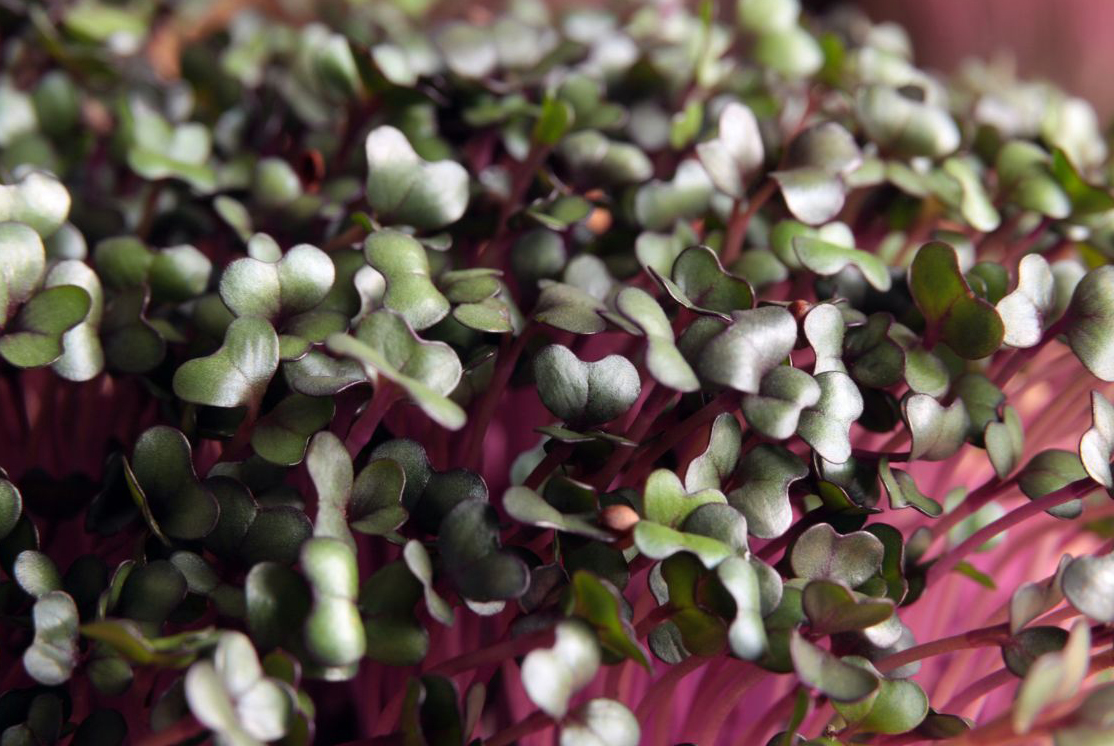 Radish Microgreens